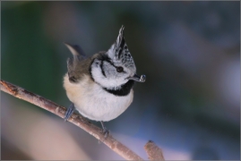 <p>SÝKORA PARUKÁŘKA (Lophophanes cristatus) /Crested tit - Haubenmeise/</p>